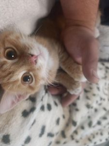 Кошеня
