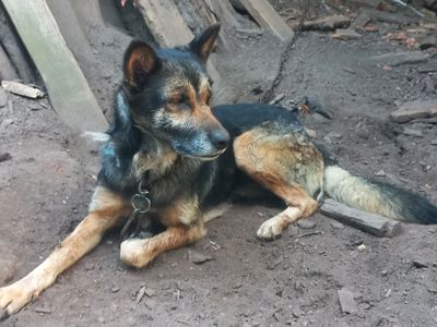 Доросла німецька вівчарка