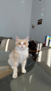 Персиковий котик безкоштовно