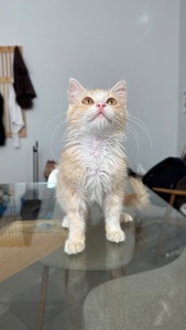 Персиковий котик безкоштовно