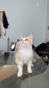 Персиковий котик безкоштовно