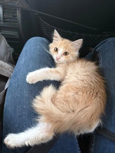 Персиковий котик безкоштовно