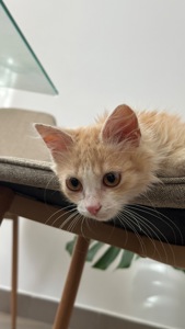 Персиковий котик безкоштовно