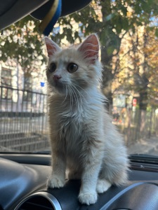 Персиковий котик безкоштовно