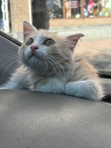 Персиковий котик безкоштовно