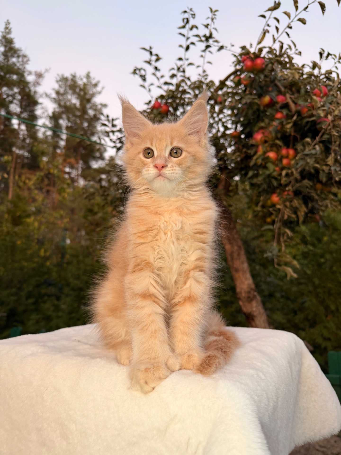 Мейн кун хлопчик Yukon
