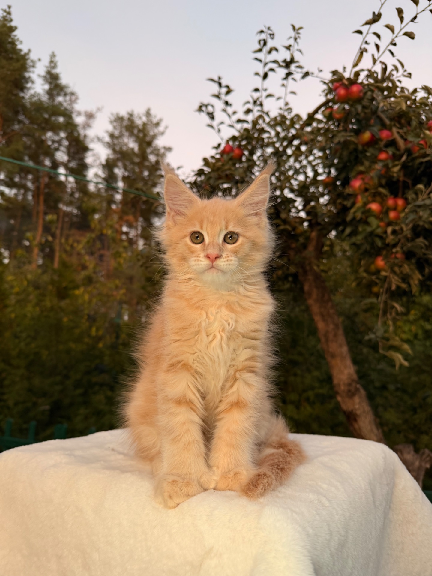 Мейн кун хлопчик Yukon