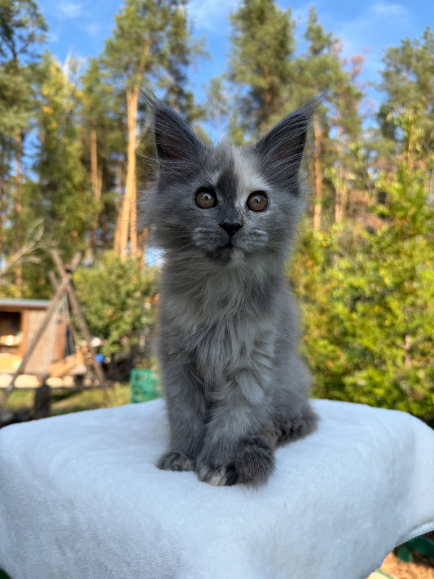 Мейн кун дівчинка Yucca