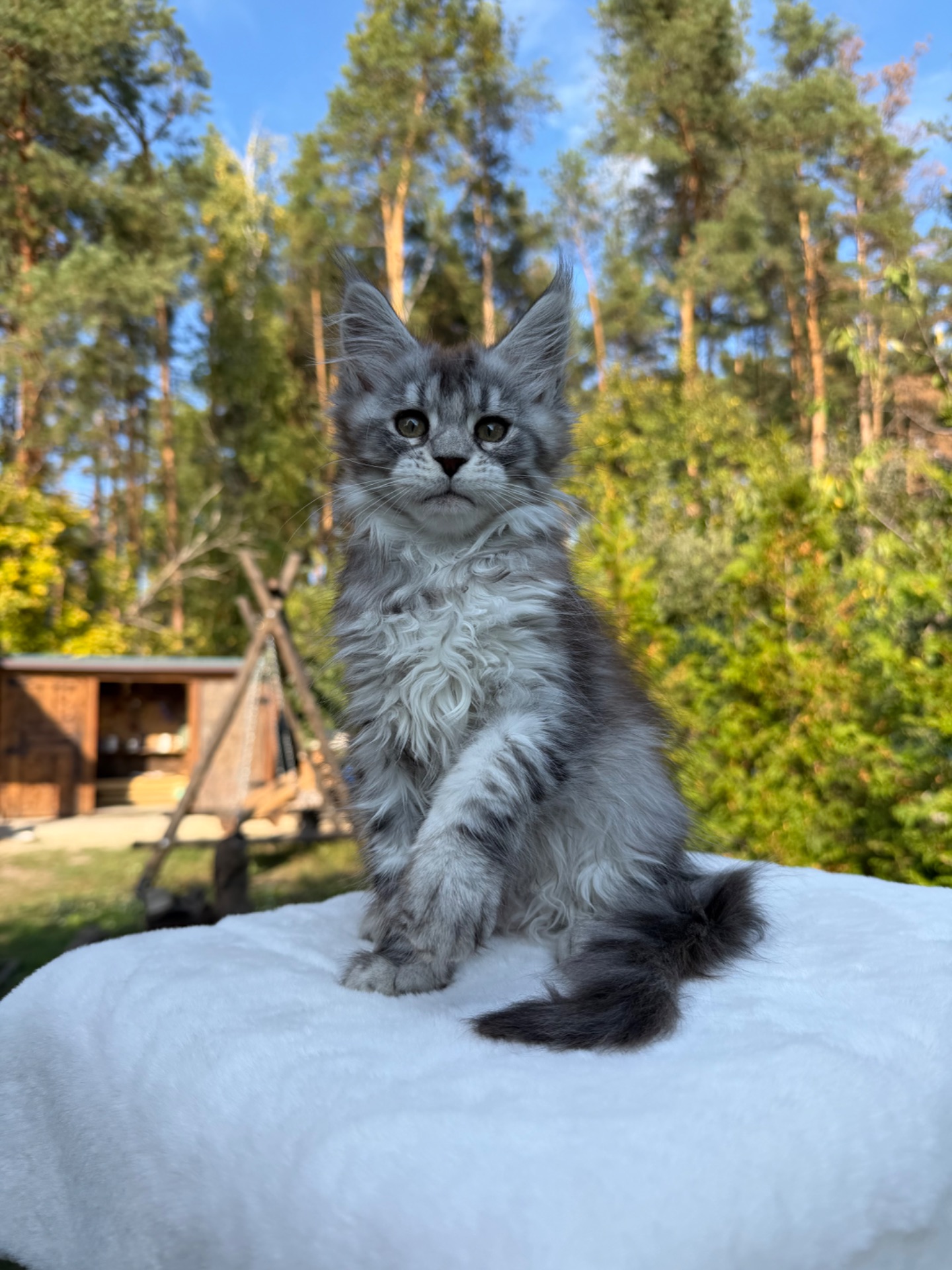 Мейн кун дівчинка Xena