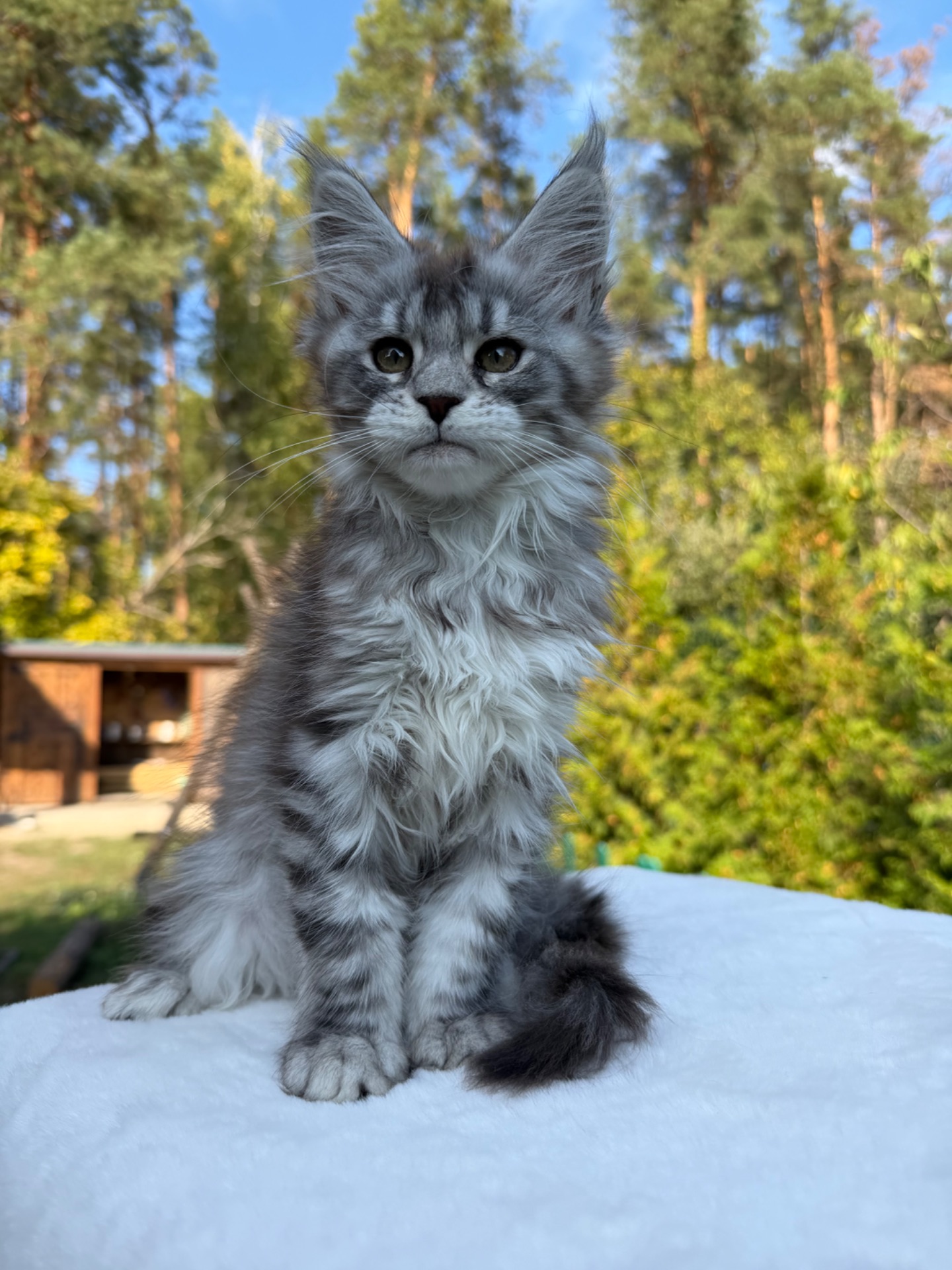 Мейн кун дівчинка Xena