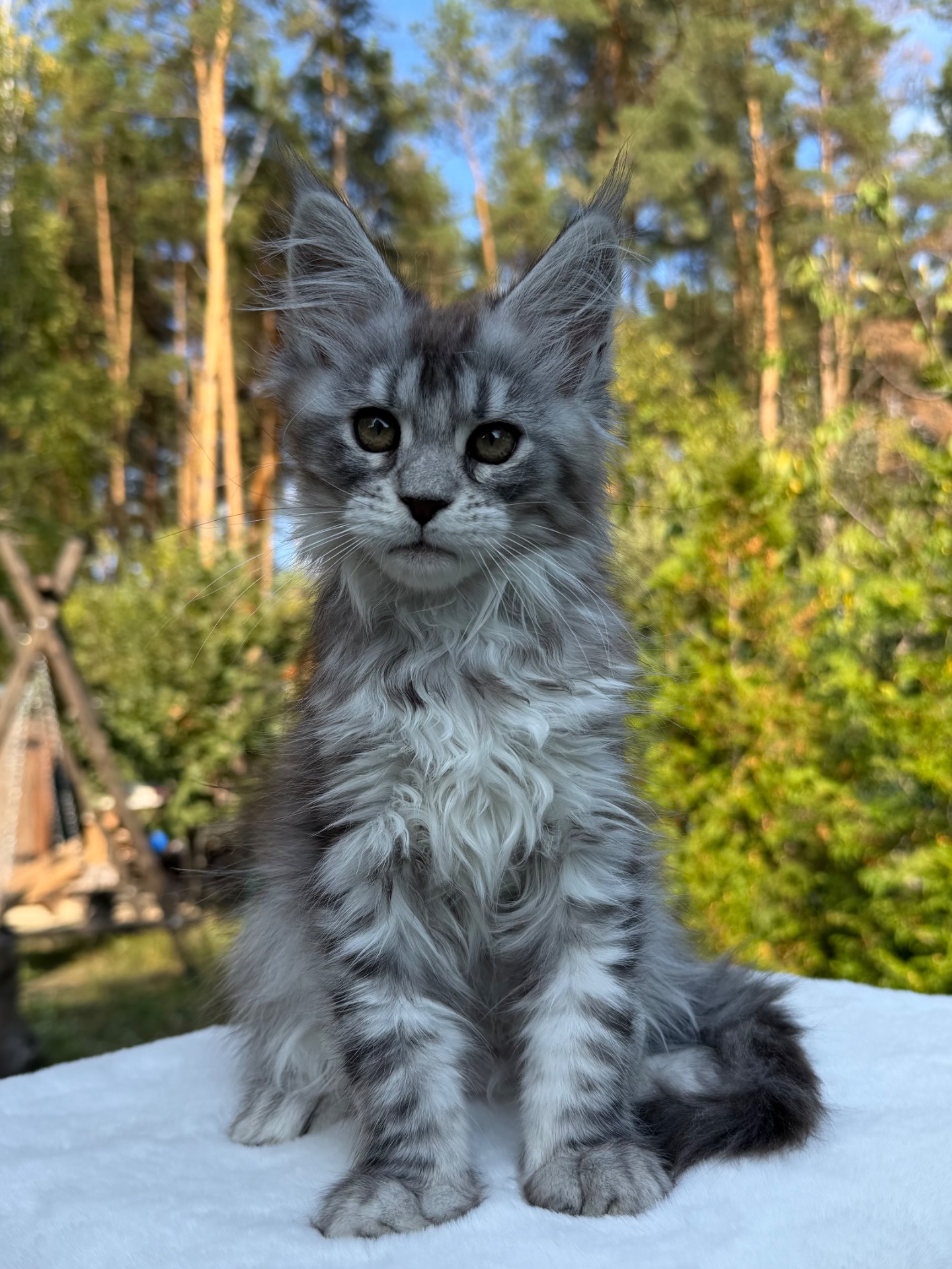Мейн кун дівчинка Xena