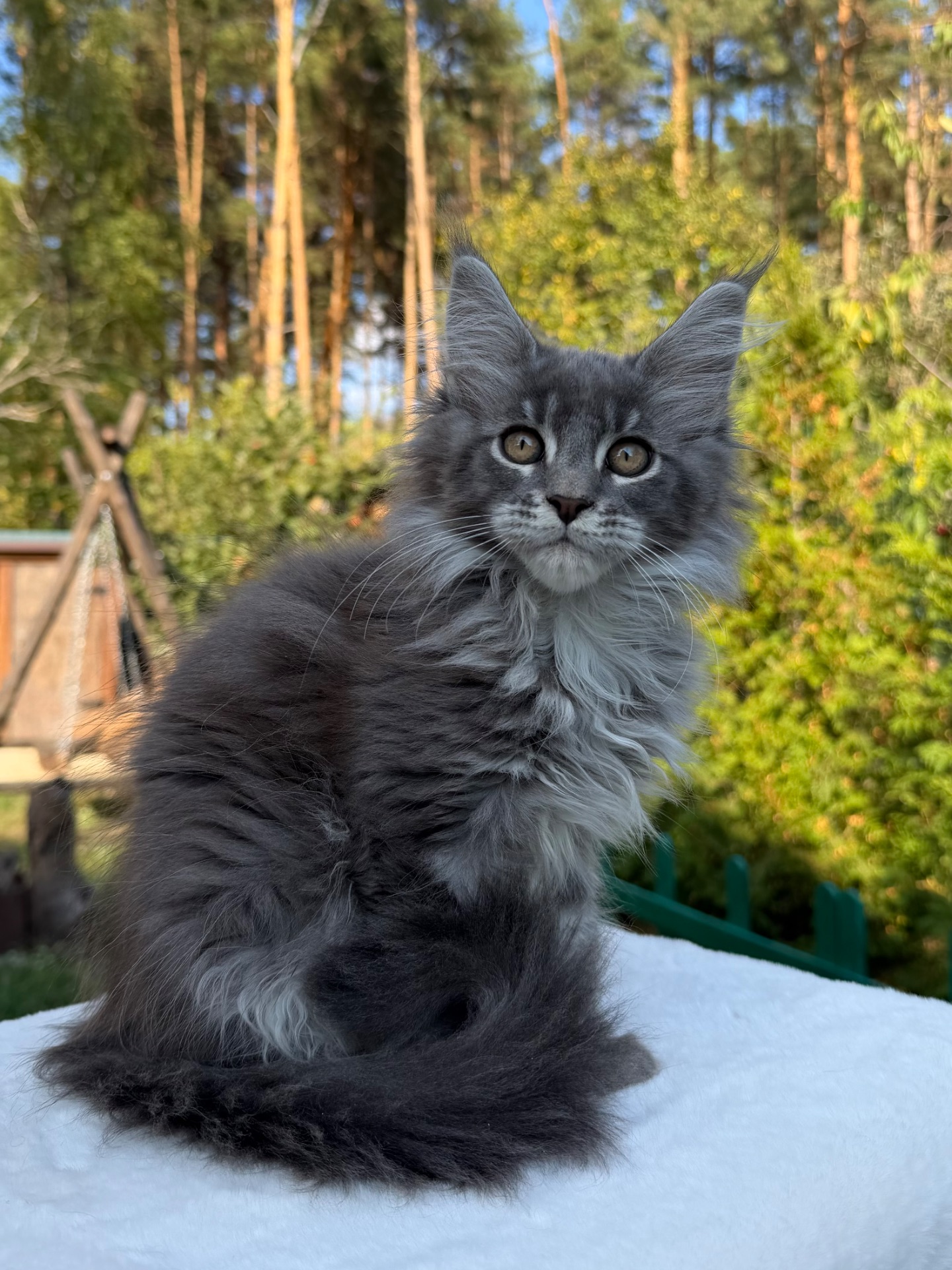 Мейн кун хлопчик Will
