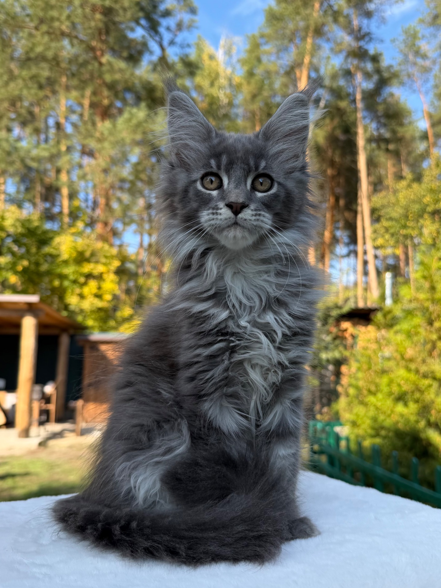 Мейн кун хлопчик Will