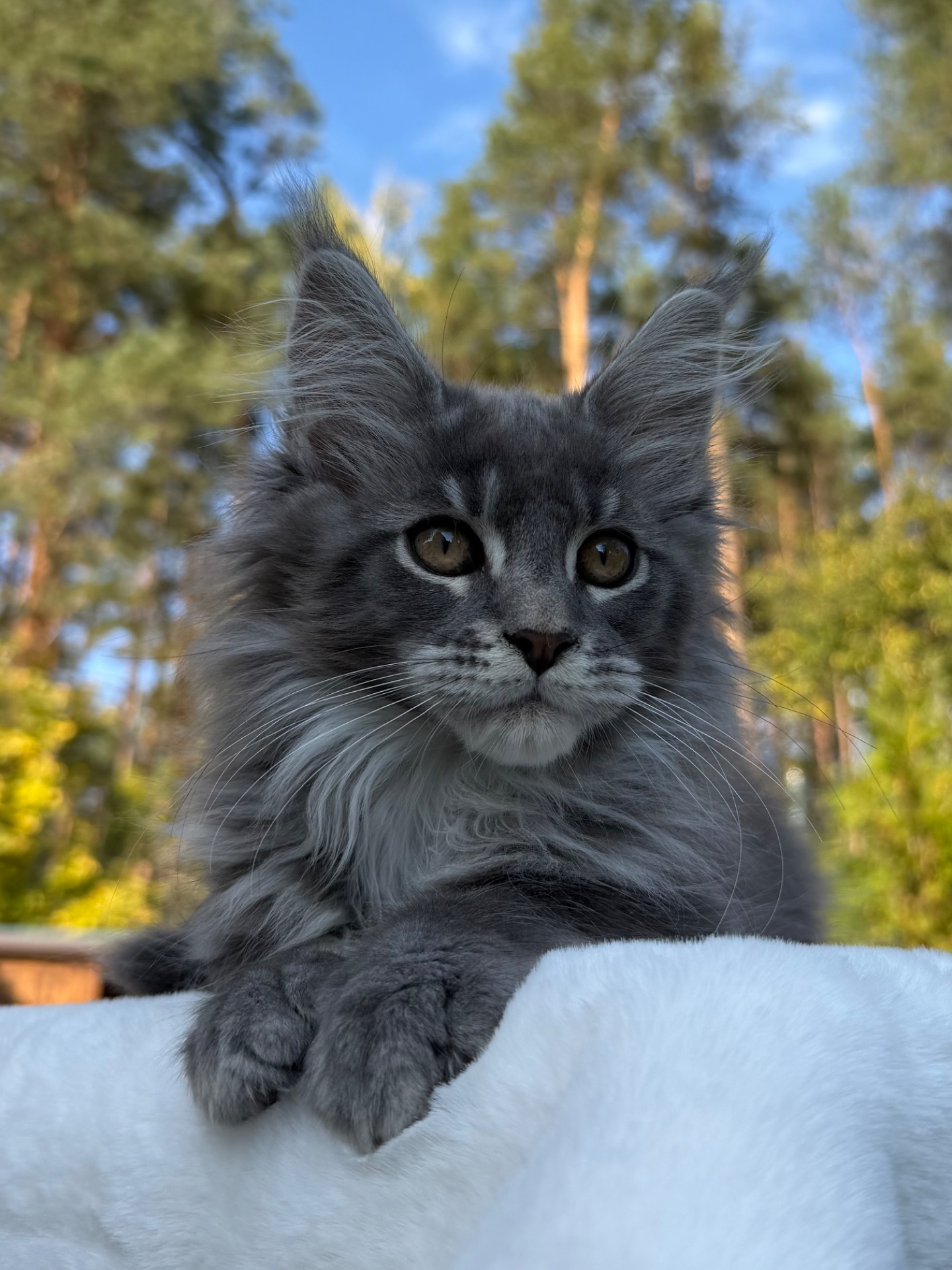 Мейн кун хлопчик Will