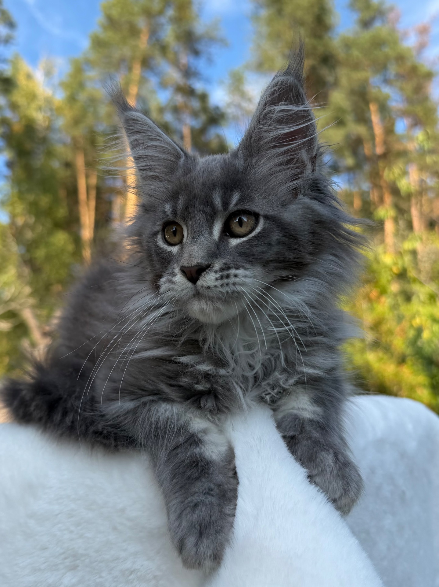 Мейн кун хлопчик Will