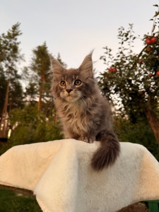 Мейн кун хлопчик Will