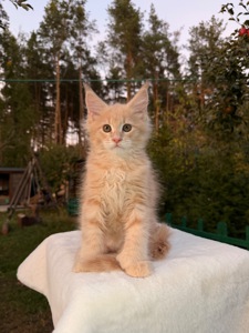 Мейн кун хлопчик Yukon