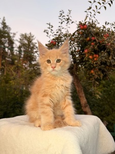 Мейн кун хлопчик Yukon