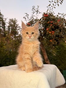 Мейн кун хлопчик Yukon
