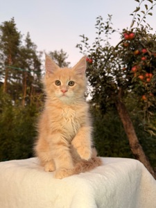 Мейн кун хлопчик Yukon