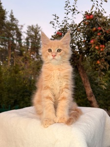 Мейн кун хлопчик Yukon
