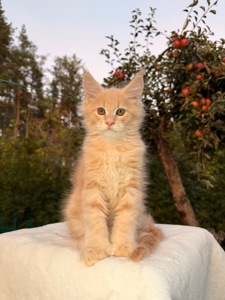 Мейн кун хлопчик Yukon
