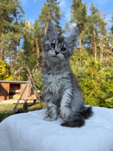 Мейн кун дівчинка Xena