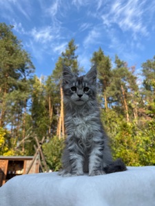 Мейн кун дівчинка Xena