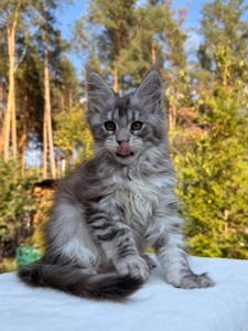 Мейн кун дівчинка Xena