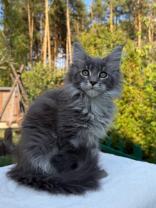 Мейн кун хлопчик Will