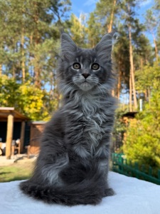 Мейн кун хлопчик Will