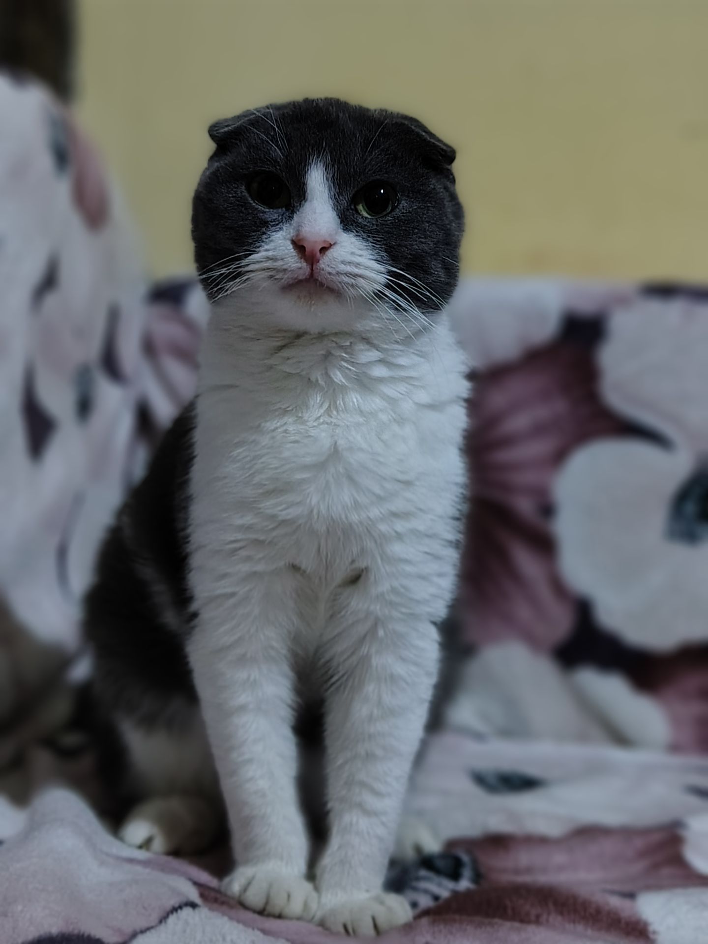 Неймовірно гарний, милий котик