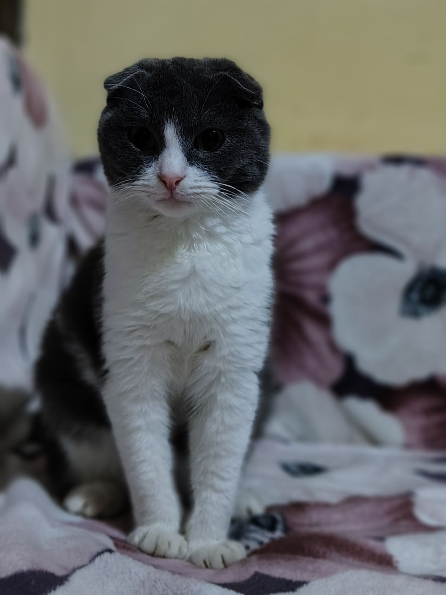 Неймовірно гарний, милий котик