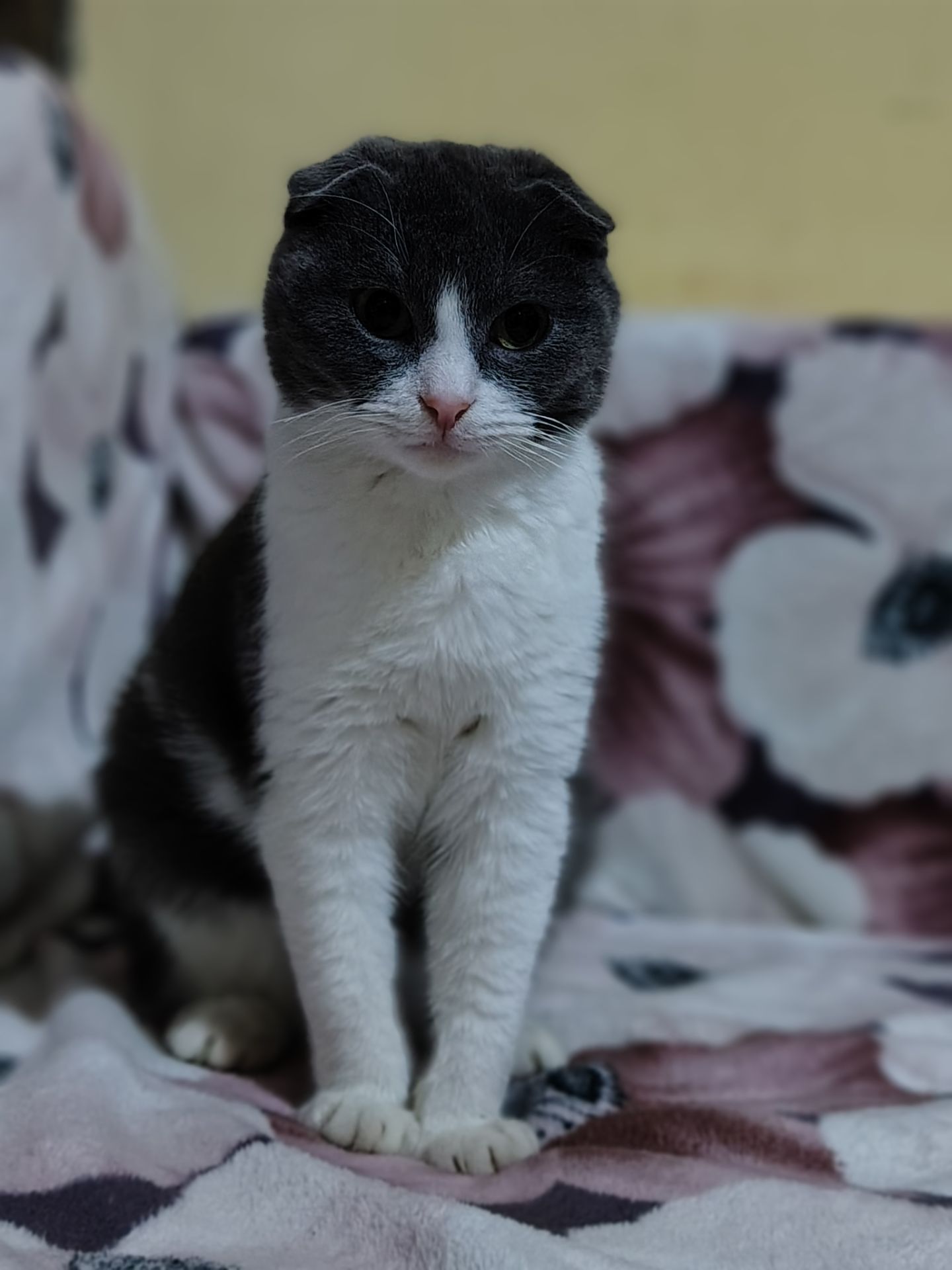 Неймовірно гарний, милий котик