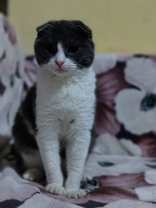 Неймовірно гарний, милий котик