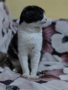 Неймовірно гарний, милий котик