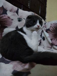 Неймовірно гарний, милий котик
