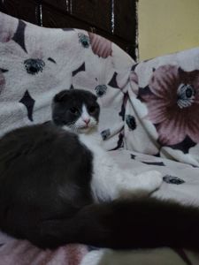 Неймовірно гарний, милий котик