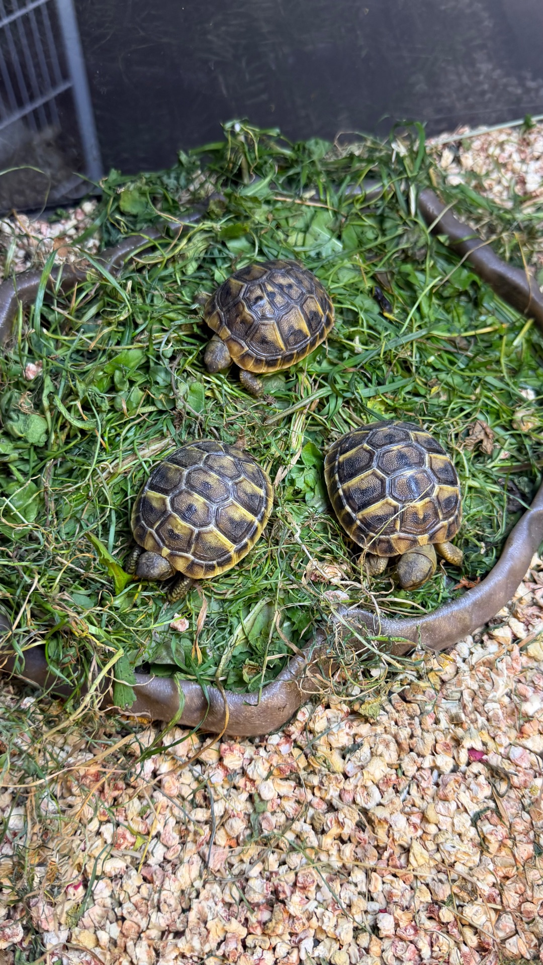 Балканська черепаха Testudo hermanni
