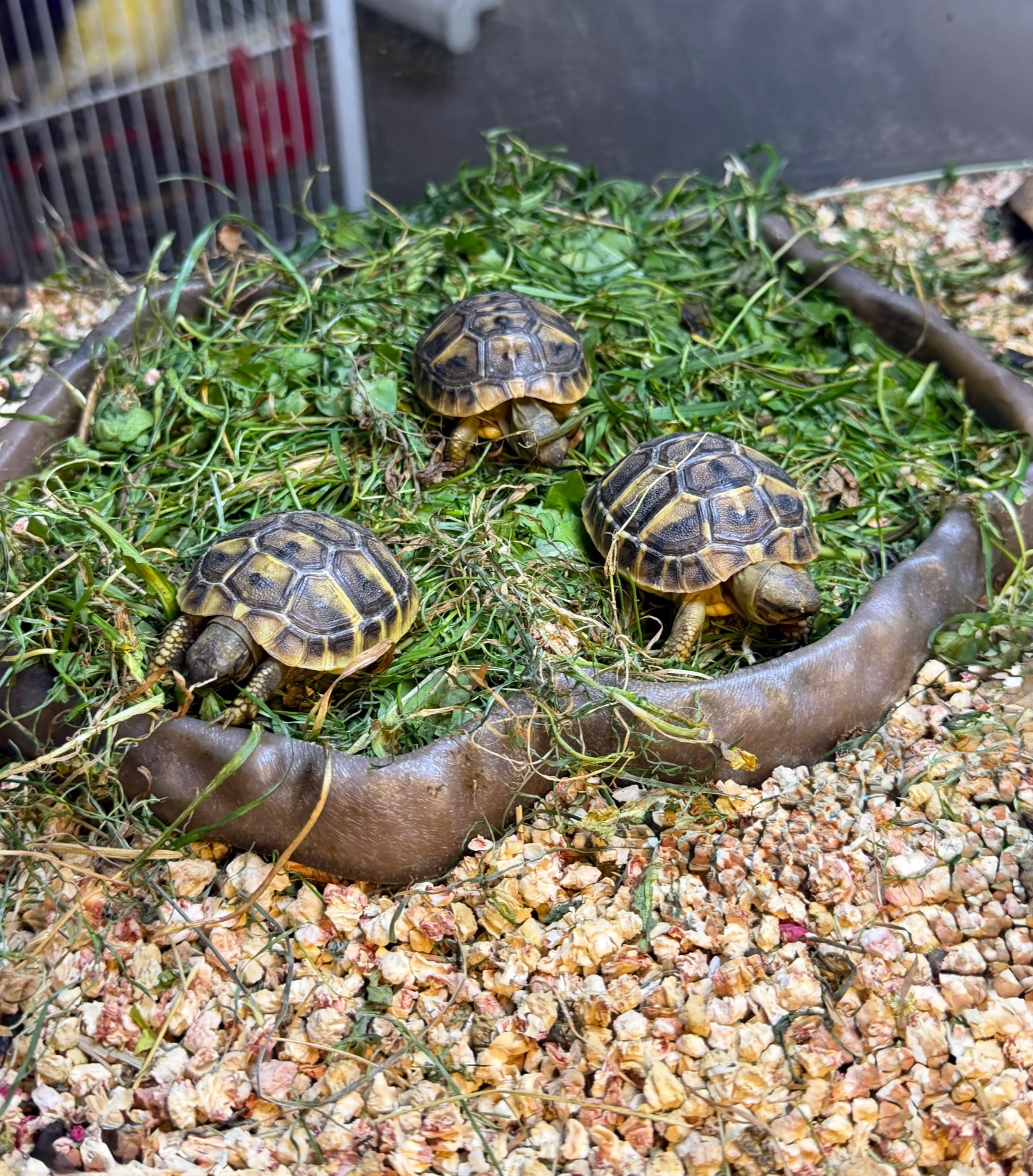 Балканська черепаха Testudo hermanni