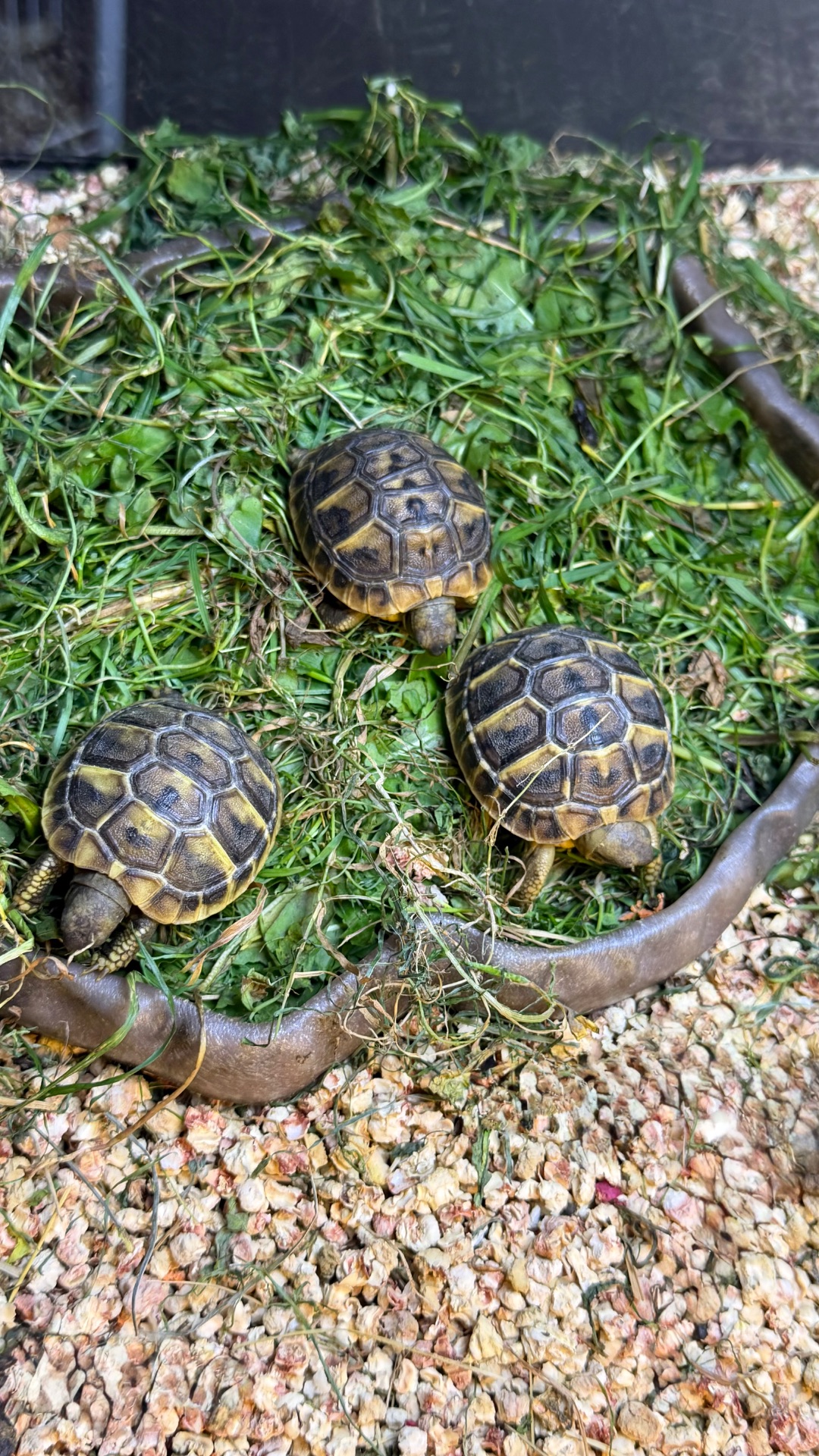 Балканська черепаха Testudo hermanni