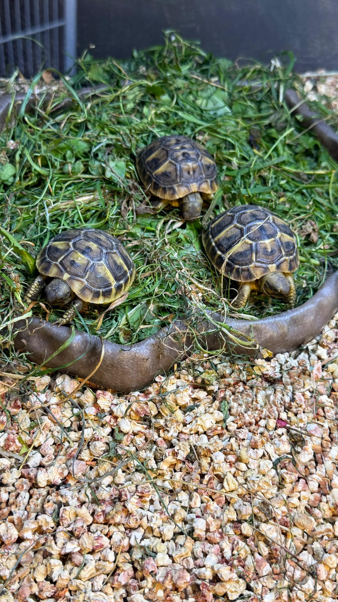 Балканська черепаха Testudo hermanni