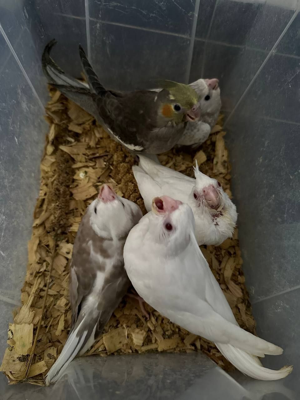 Безщекие попугаи корелла птенцы