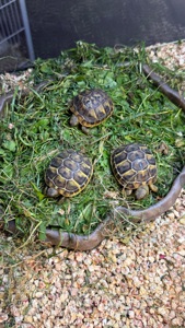 Балканська черепаха Testudo hermanni