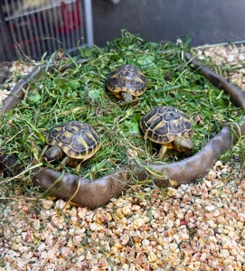 Балканська черепаха Testudo hermanni