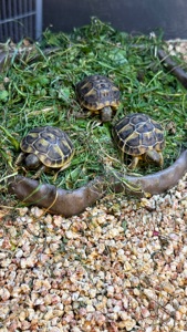 Балканська черепаха Testudo hermanni