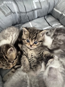 Шотландські кошенята