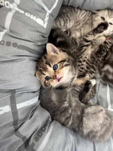 Шотландські кошенята