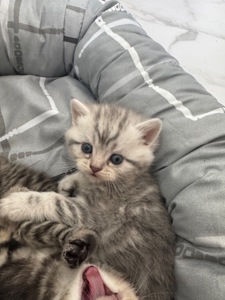 Шотландські кошенята