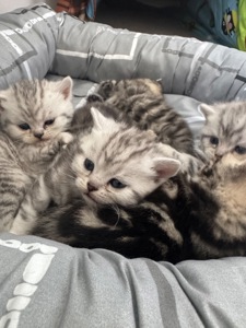Шотландські кошенята
